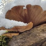 Pilze im Winter
