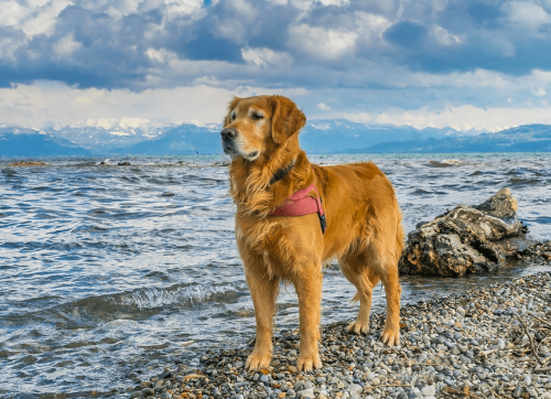 Partnersuche mit Hund Partnersuche mit Hund