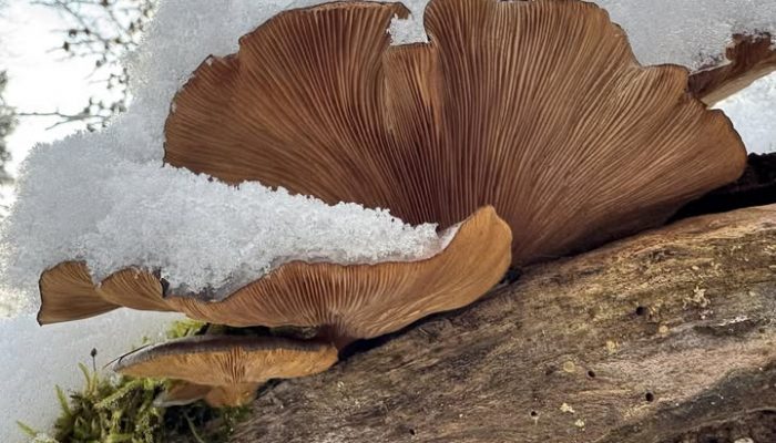 von Markus – FB Pilze im Winter